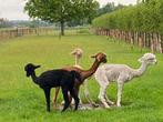 Gratis Alpacamest, Januari, Meerdere dieren