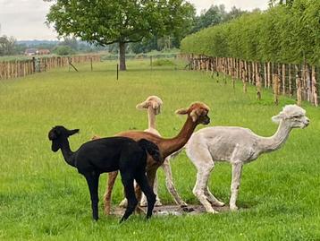 Gratis Alpacamest beschikbaar voor biedingen