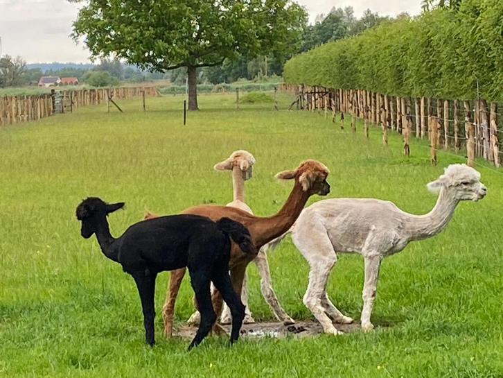 Gratis Alpacamest, Dieren en Toebehoren, Overige Dieren, Meerdere dieren, Januari