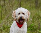 Goldendoodle (NIET TE KOOP), Dieren en Toebehoren, Rabiës (hondsdolheid), Reu, 1 tot 2 jaar, Eén hond