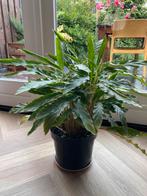 Calathea Blue grass 55cm hoog, Groene kamerplant, Ophalen, Overige soorten, Minder dan 100 cm