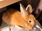 Cute rabbit for sale with all the living stuffs
