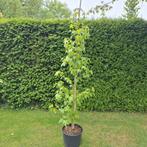 Amberboom, Ophalen