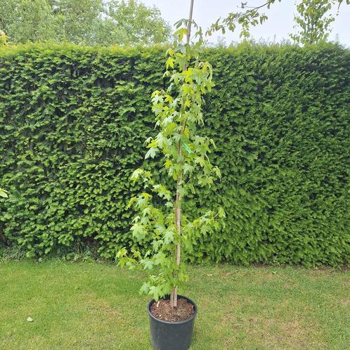 Amberboom, Tuin en Terras, Planten | Struiken en Hagen, Ophalen