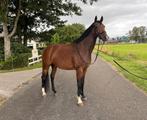 7 jarige Ferdeaux merrie & 4 jarige prok merrie v. Livius, Dieren en Toebehoren, Paarden, Merrie, Dressuurpaard, 3 tot 6 jaar