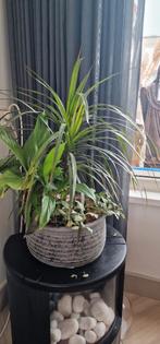 Dracaena Marginata huiskamerplant, Ophalen of Verzenden, Halfschaduw, Minder dan 100 cm