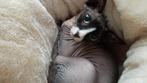 Gevraagd! kruising of ras Sphynx Devon Rex, Dieren en Toebehoren, Ophalen of Verzenden