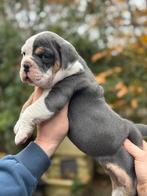 Bullforce Old English Bulldog pracht teefjes 2000€, Dieren en Toebehoren, Nederland, 8 tot 15 weken, Meerdere, Meerdere dieren