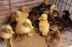 loopeend pulletjes div kleuren 5-6 uit de dop, Meerdere dieren, Eend