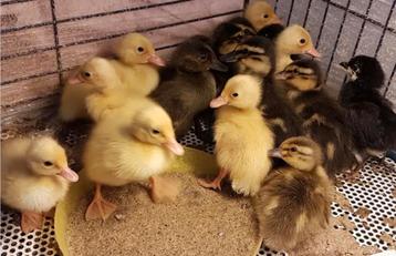 loopeend pulletjes raszuiver diverse kleuren beschikbaar voor biedingen