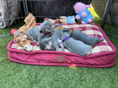 Franse bulldog pups! Nog 1 teefje beschikbaar!, Dieren en Toebehoren, Honden | Bulldogs, Pinschers en Molossers, Meerdere dieren