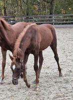 Prachtig en ontzettend lief koffievos/levervos hengstje, Dieren en Toebehoren, Paarden, Minder dan 160 cm, Met stamboom, Niet van toepassing
