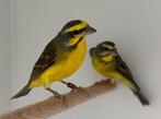Mozambique sijs - Serinus mozambicus, Dieren en Toebehoren, Vogels | Overige Vogels, Meerdere dieren, Tropenvogel, Geringd