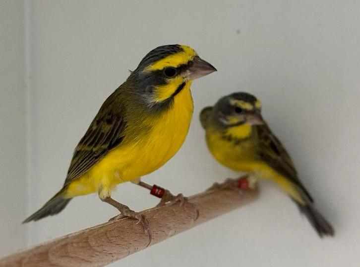 Mozambique sijs - Serinus mozambicus, Dieren en Toebehoren, Vogels | Overige Vogels, Tropenvogel, Meerdere dieren, Geringd