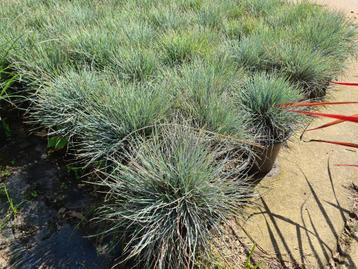 Blauw schapengras - Festuca Glauca 'Elijah Blue' beschikbaar voor biedingen