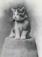 kitten poesje poezenkaart kat poes kitten fr 1911, Verzamelen, Gelopen, Overige thema's, Voor 1920, Verzenden