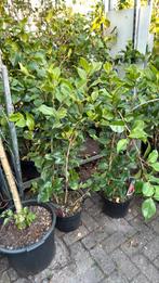 Weer een flinke partij camelia dr king 125/150prijs 29,95 ps, Tuin en Terras, Planten | Tuinplanten, Vaste plant, Halfschaduw