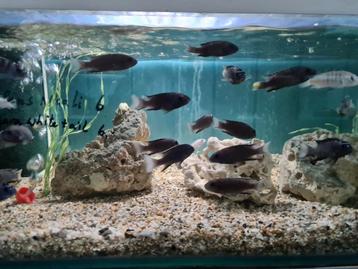 Pseudotropheus Acei Ngara White Tail Malawi Cichliden beschikbaar voor biedingen