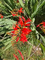 Crocosmia Lucifer (Montbretia) - Rode Bloem, Tuin en Terras, Ophalen, Voorjaar, Volle zon, Knol