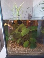 Aquarium met diverse vissen, Dieren en Toebehoren, Vis, Zoetwatervis