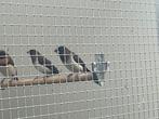 Koppel japanse meeuwtjes, Meerdere dieren