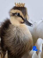 Taxiderma Kuikens met Kroontjes, Ophalen of Verzenden