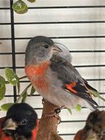 Kapoetsensijs pop natuurbroed 2025, Dieren en Toebehoren, Vogels | Overige Vogels, Vrouwelijk, Geringd