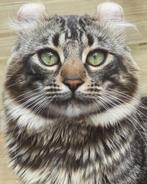 American curl kater | lief | gecastreerd | stamboom, Dieren en Toebehoren, Kater, 0 tot 2 jaar