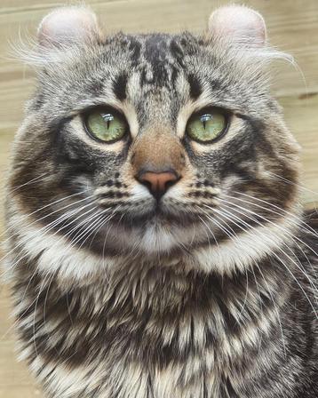American curl kater | lief | gecastreerd | stamboom beschikbaar voor biedingen