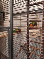 Lori's van de blauwe bergen koppel., Dieren en Toebehoren, Vogels | Duiven, Mannelijk, Kropper