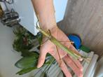 Eitjes Eurycnema goliath, psg 14, wandelende tak, Dieren en Toebehoren, Insecten en Spinnen, Wandelende tak