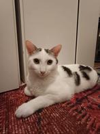 Witte huiskat Oreo, Dieren en Toebehoren, Katten en Kittens | Overige Katten, Kater, Kortharig, 0 tot 2 jaar