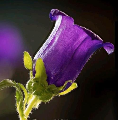 Zaden Marietteklokje - Campanula medium 'Dark blue, Tuin en Terras, Planten | Tuinplanten, Overige soorten, Halfschaduw, Zomer