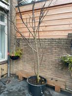 Jonge Vijgenboom in Pot, Tuin en Terras, Planten | Bomen, Bloeit niet, Overige soorten, 250 tot 400 cm, Ophalen