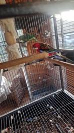 Papegaai, Dieren en Toebehoren, Vogels | Parkieten en Papegaaien, Mannelijk, Papegaai