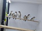 Loodbekjes te koop, Dieren en Toebehoren, Meerdere dieren, Tropenvogel