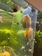 Appelslakken geel, wit,  en bruin, Dieren en Toebehoren, Vissen | Aquariumvissen, Vis