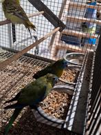 Koppels turquisine's wildkleur., Dieren en Toebehoren, Vogels | Parkieten en Papegaaien, Meerdere dieren, Parkiet, Geringd