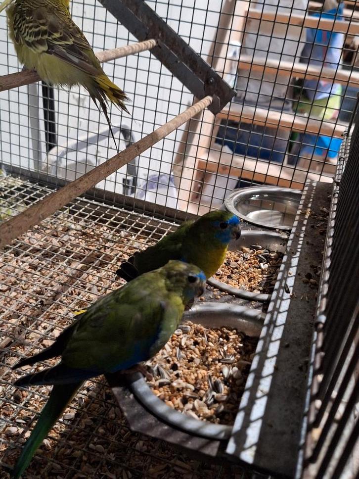 Koppels turquisine's wildkleur., Dieren en Toebehoren, Vogels | Parkieten en Papegaaien, Parkiet, Meerdere dieren, Geringd