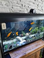 Aquarium vissen en toebehoren, Dieren en Toebehoren, Vissen | Aquaria en Toebehoren, Ophalen, Zo goed als nieuw, Gevuld zoetwateraquarium
