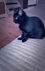 Laaste prachtige halve britse korthaar kitten, Poes, Ontwormd