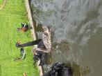 Zwanen, ganzen, eenden, Dieren en Toebehoren, Pluimvee, Meerdere dieren, Gans of Zwaan