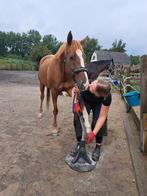 Hoefsmid aangeboden, Diensten en Vakmensen, Dieren | Paarden | Verzorging, Oppas en Les