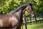 Bloedmooie 4 jarige merrie Fürst Dior x Kennedy, Dieren en Toebehoren, Paarden, Merrie, Gechipt, Dressuurpaard, Zadelmak