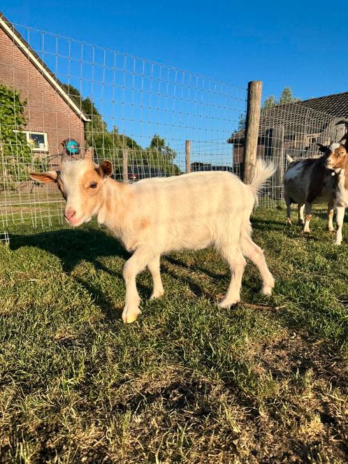 Prachtig wit geitje, geitebok, Dieren en Toebehoren, Schapen, Geiten en Varkens, Schaap, Mannelijk