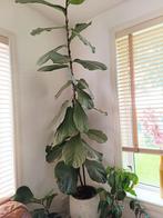 Ficus Lyrata (Vioolbladplant) ca 2 m. hoog, Huis en Inrichting, Ophalen, Ficus, 200 cm of meer, Halfschaduw