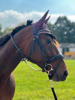 Verzorger gezocht, Dieren en Toebehoren, Ophalen