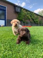 Labrador Retriever pups, Rabiës (hondsdolheid), 8 tot 15 weken, Labrador retriever, Meerdere