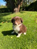 Australian Shepherd x Border Collie pup (teefje), Dieren en Toebehoren, Honden | Herdershonden en Veedrijvers, Nederland, CDV (hondenziekte)