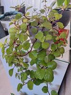 Swedish Ivy( plectranthus verticillatus), Huis en Inrichting, Kamerplanten, Ophalen, Overige soorten, Halfschaduw, Minder dan 100 cm